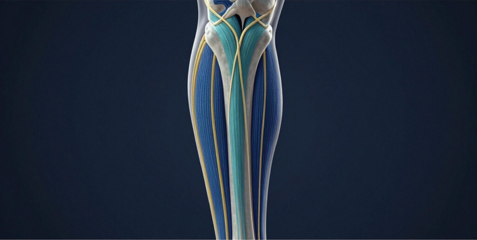 Render 3D del sistema fascial en la pantorrilla