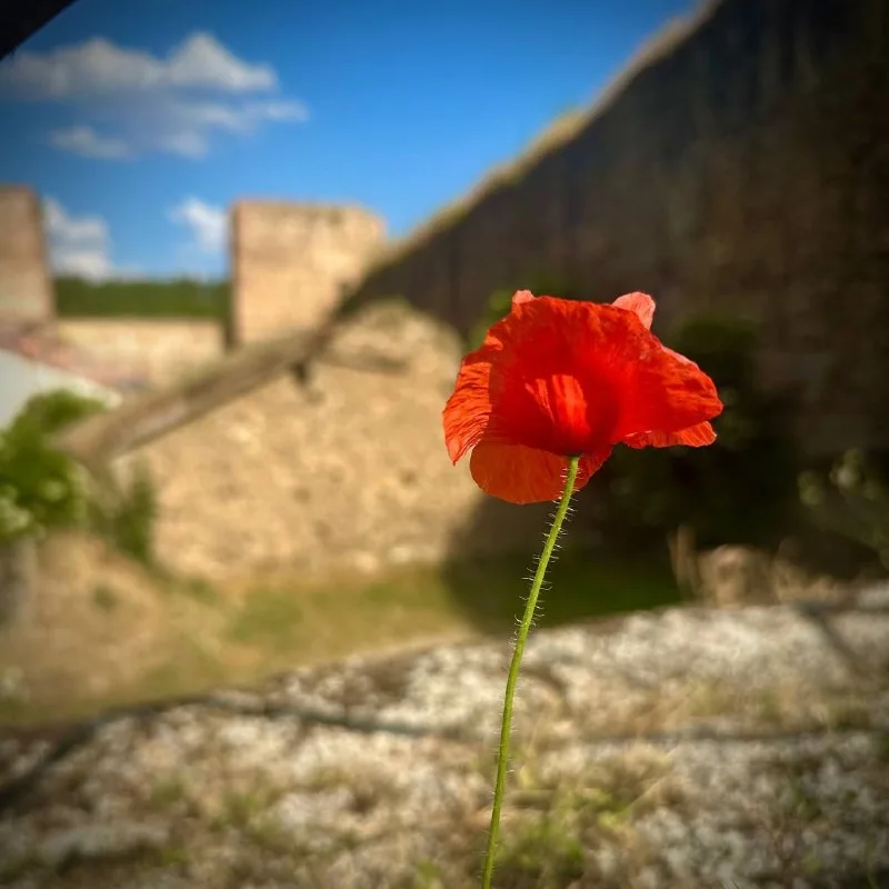 Amapola junto al muro de piedra