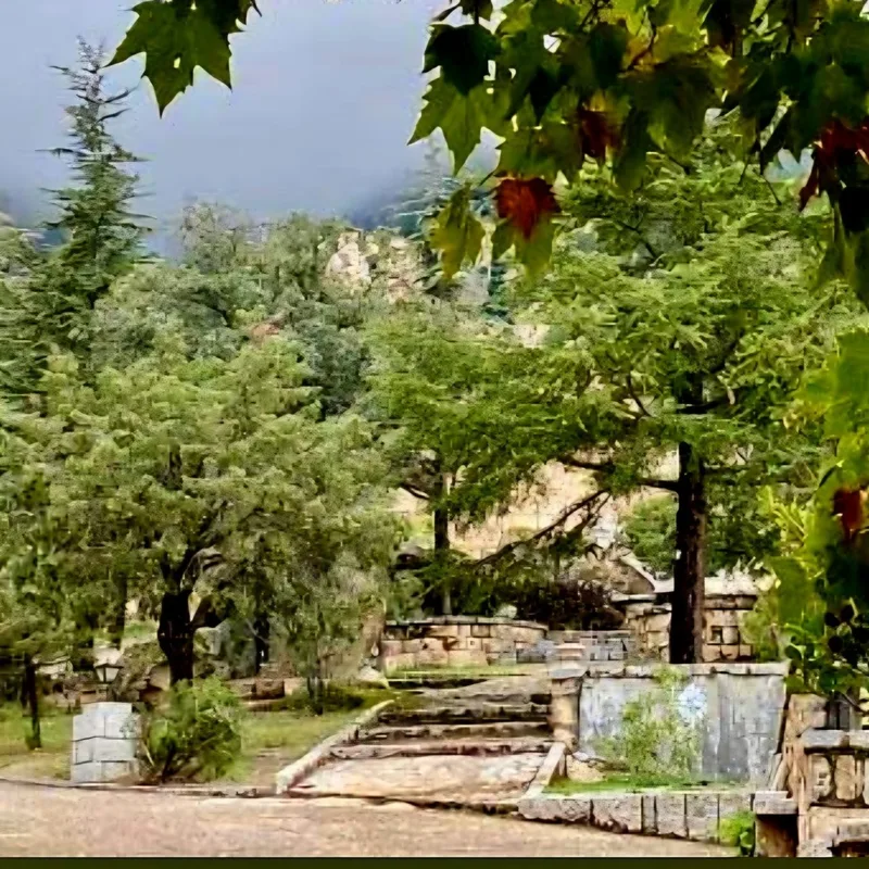 Sendero entre árboles en la finca